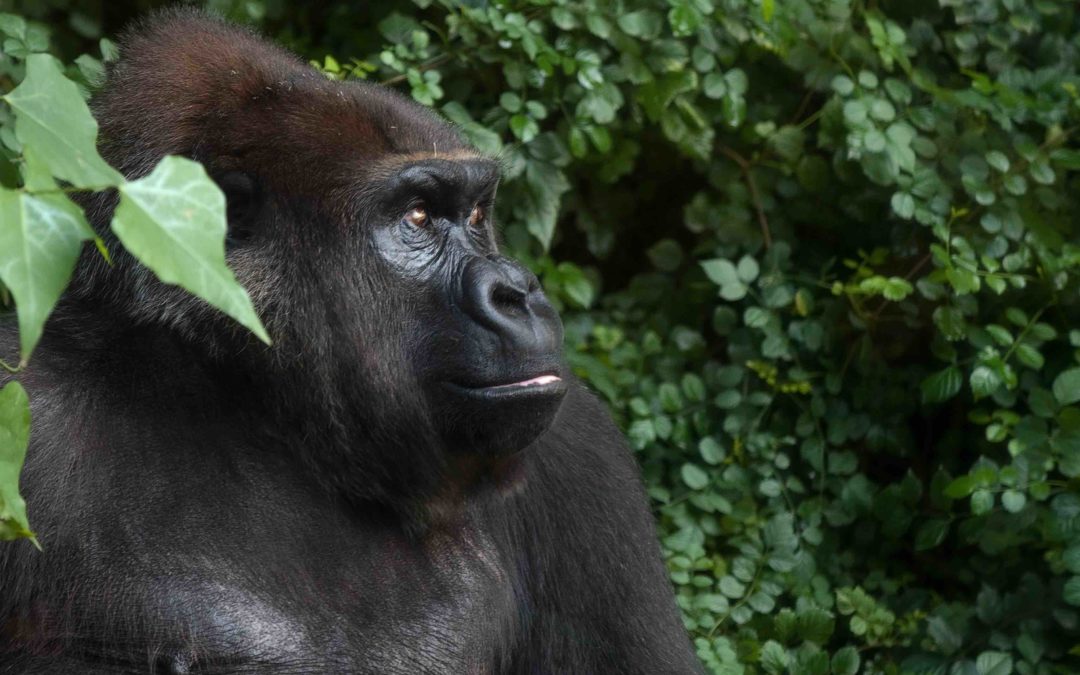 Coronavirus Pandemic Threatening Last of the Great Apes