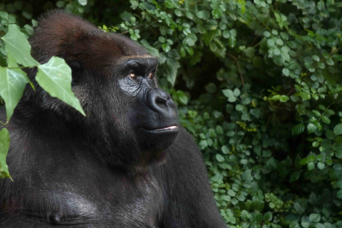gorilla jungle animal