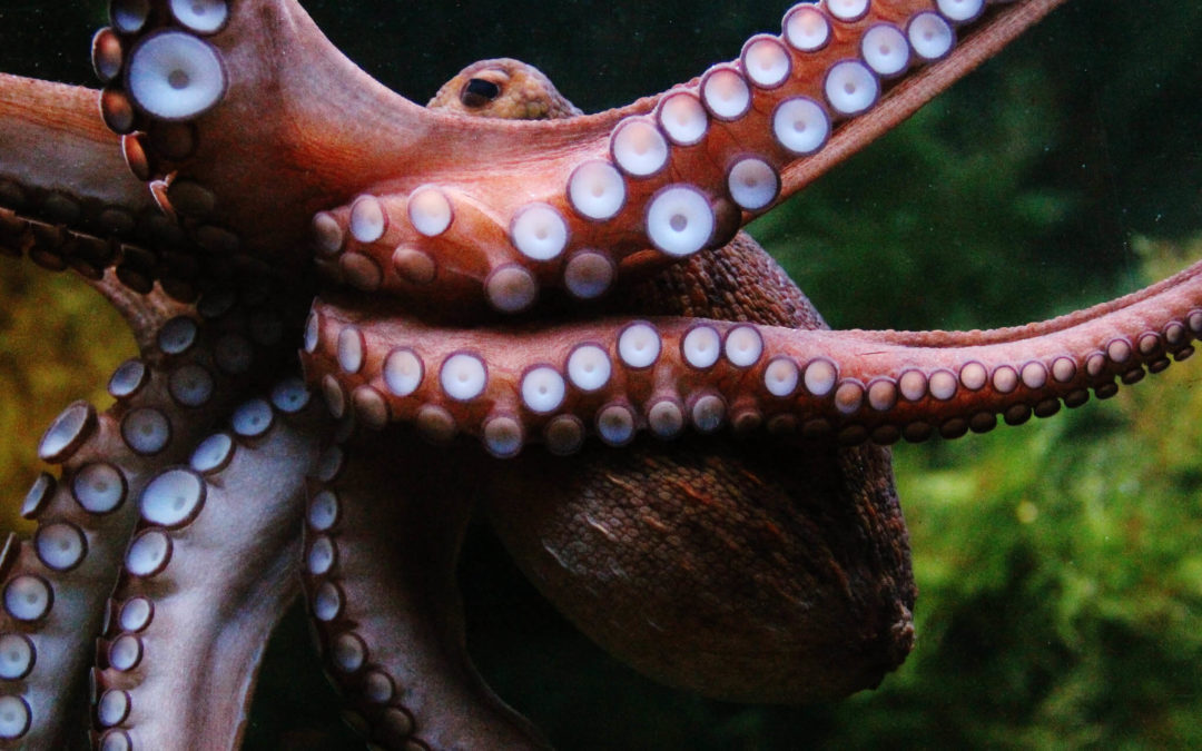 Octopuses Farmed: Mass Breeding Techniques Could Harm Female Octopuses