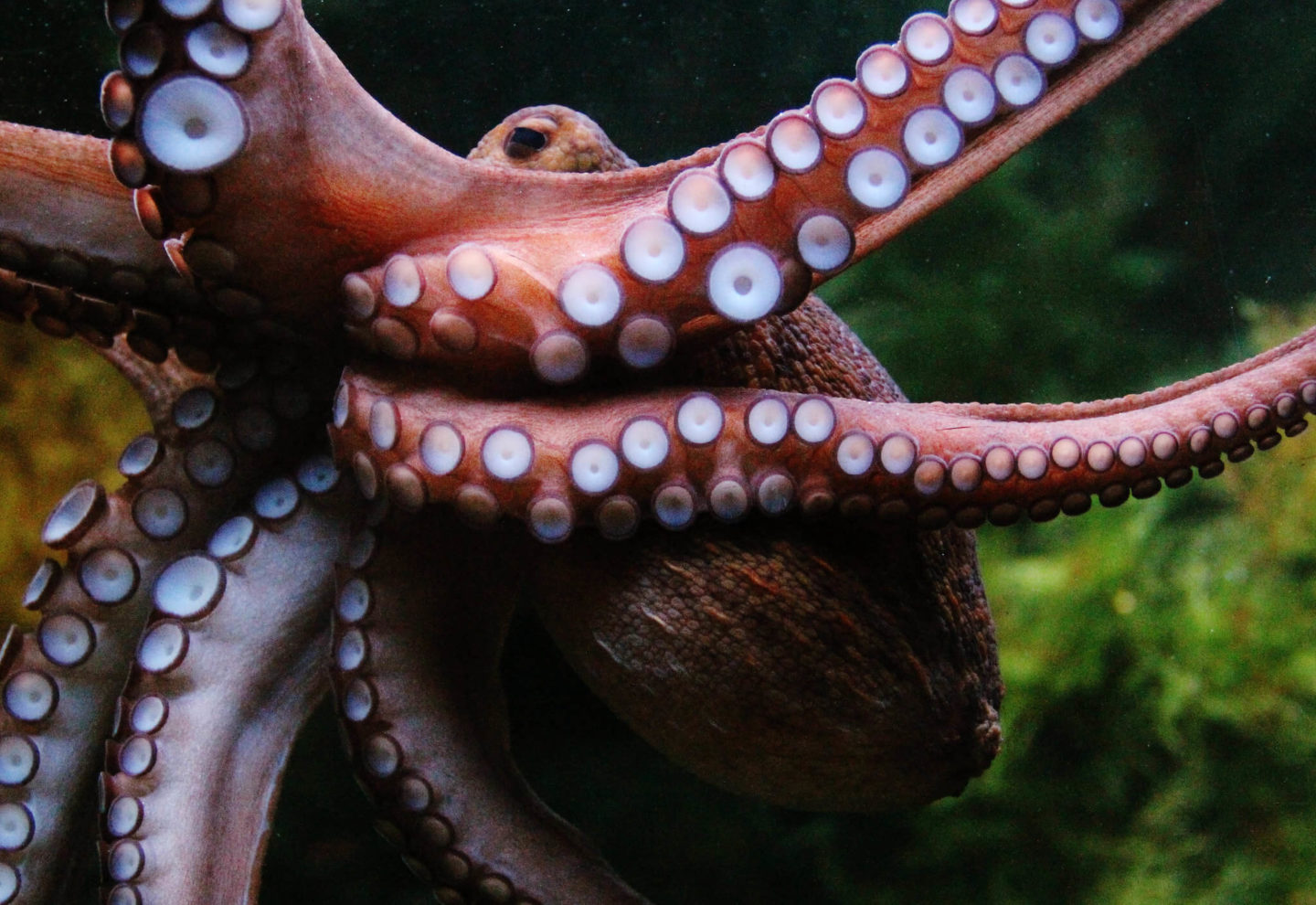 octopus farming ocean