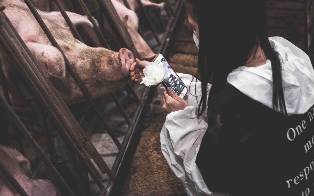 Ontario Passes Controversial New Ag-Gag Law, But Animal Rights Activists Aren’t Backing Down