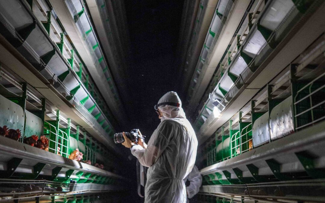 The Danger of Letting the Animal Agriculture Industry Operate in Secrecy