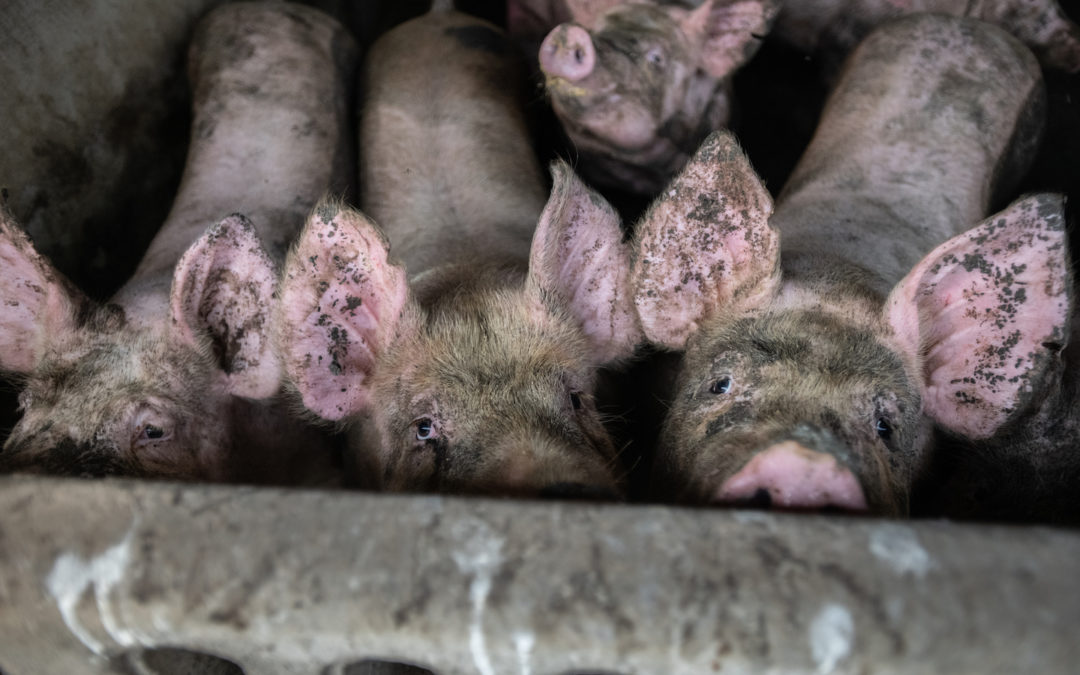 Pork Industry’s COVID-19 Response Demonstrates Innate Brutality of Factory Farming