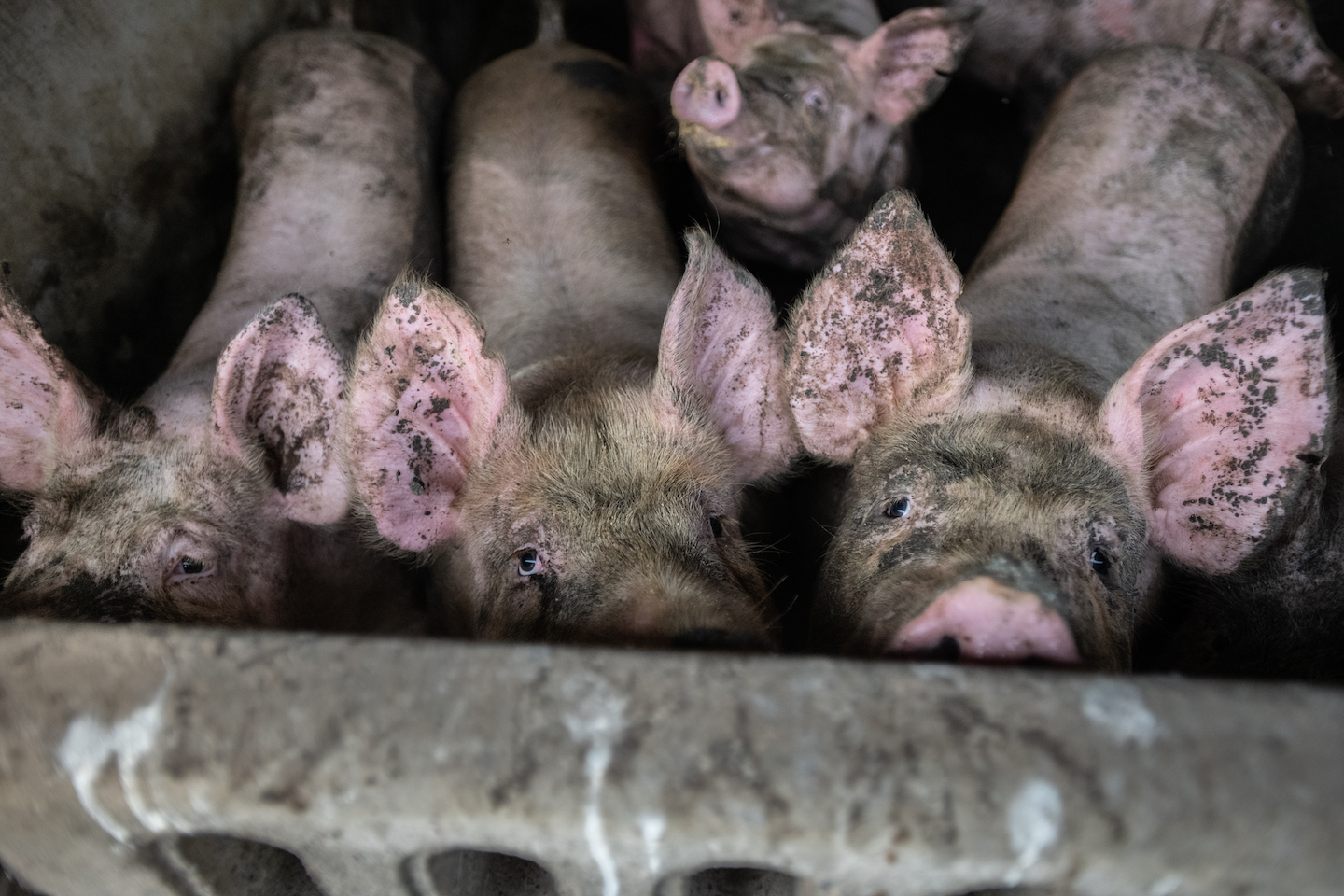 pigs farm animal