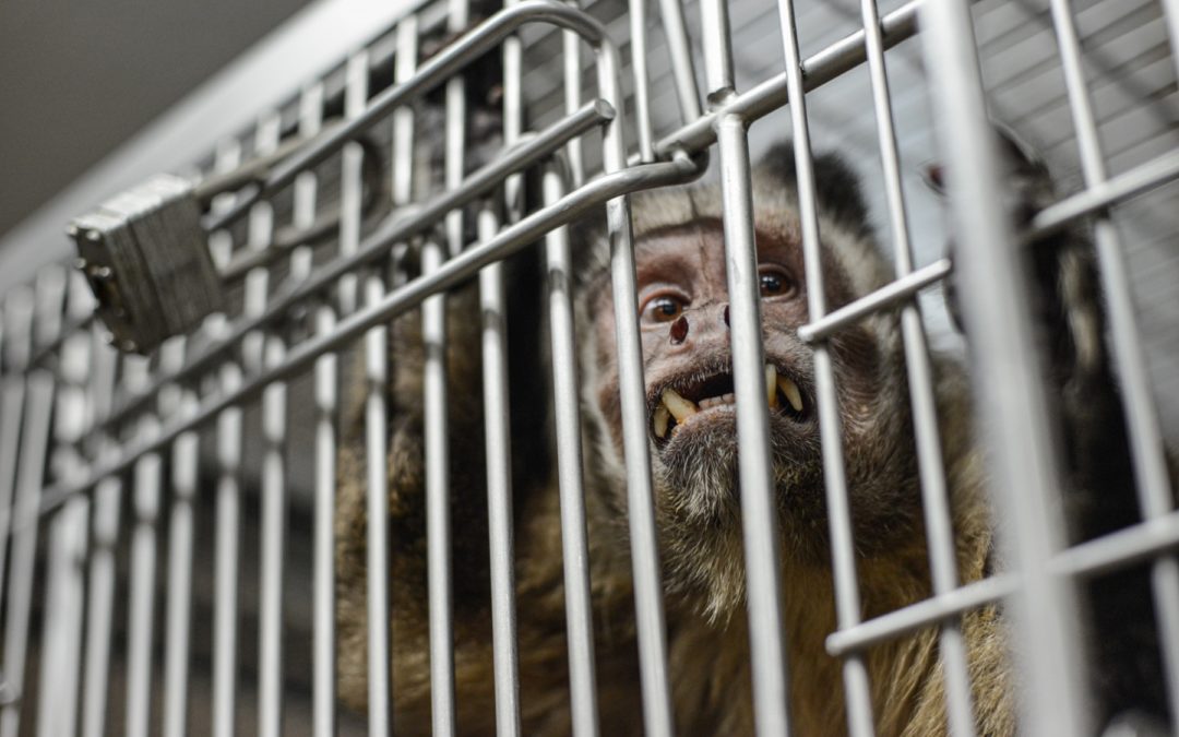 COVID-19 Exposing Flawed Moral Framework Behind Animal Testing