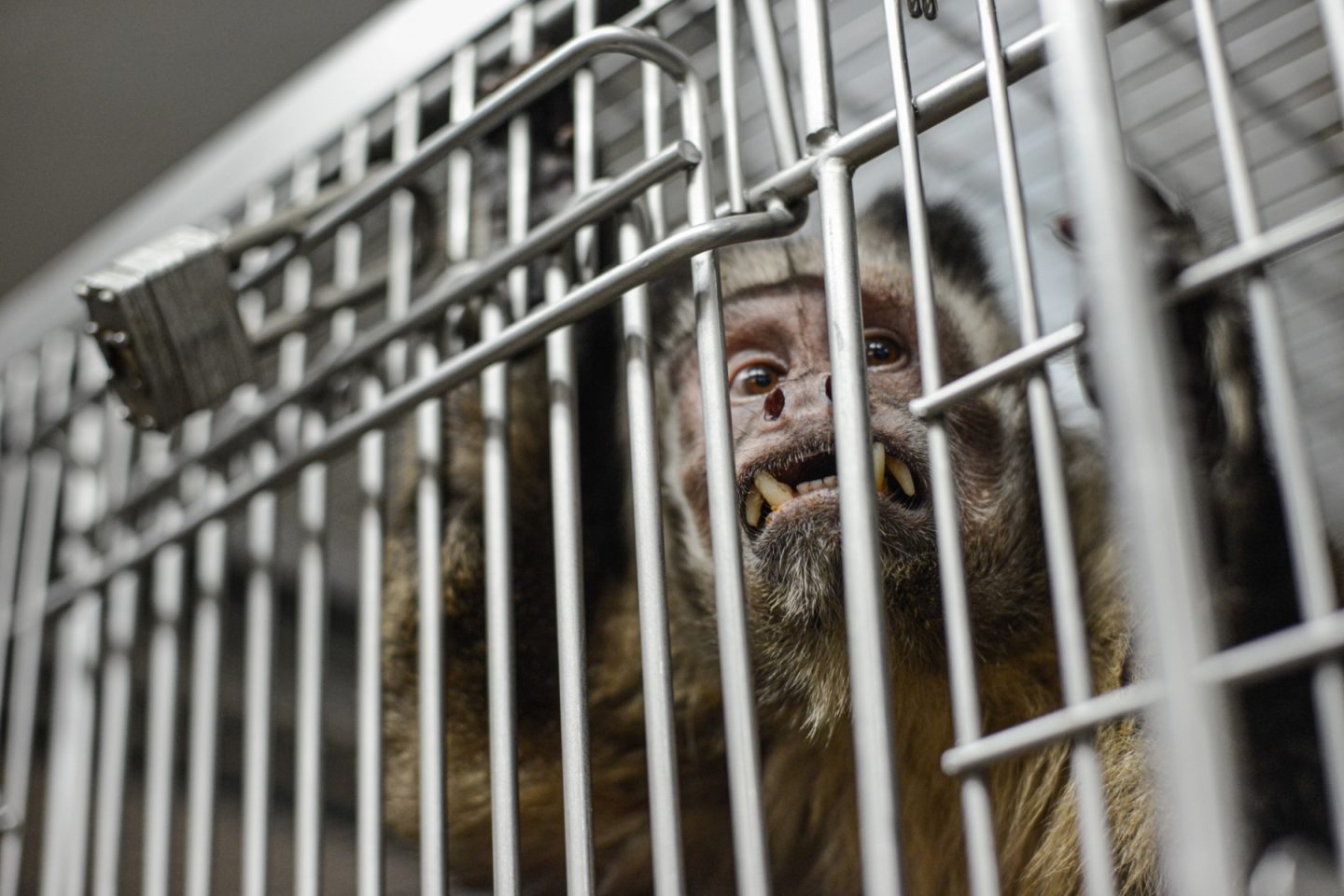 monkey lab animal