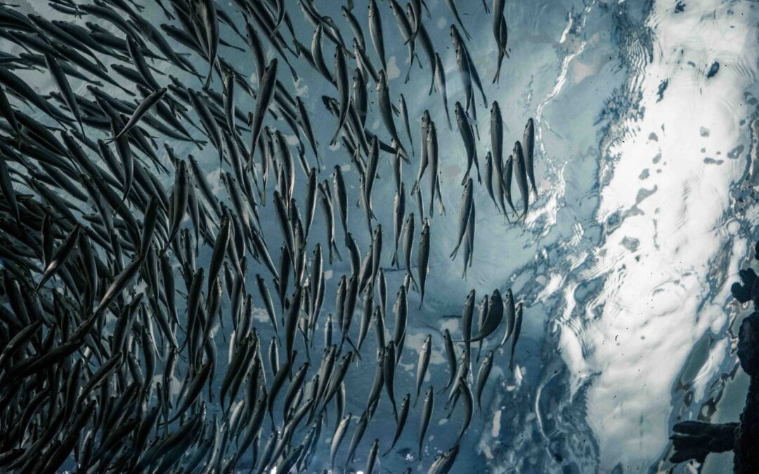 The Hidden Cost of Trump’s Move to Deregulate Fish Farms