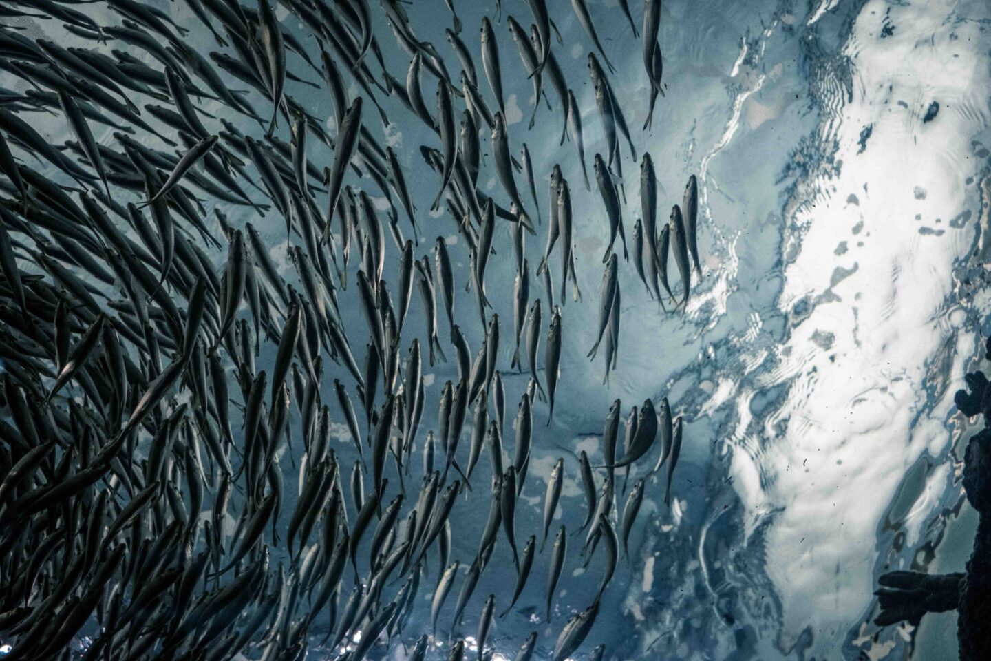 fish farming factory