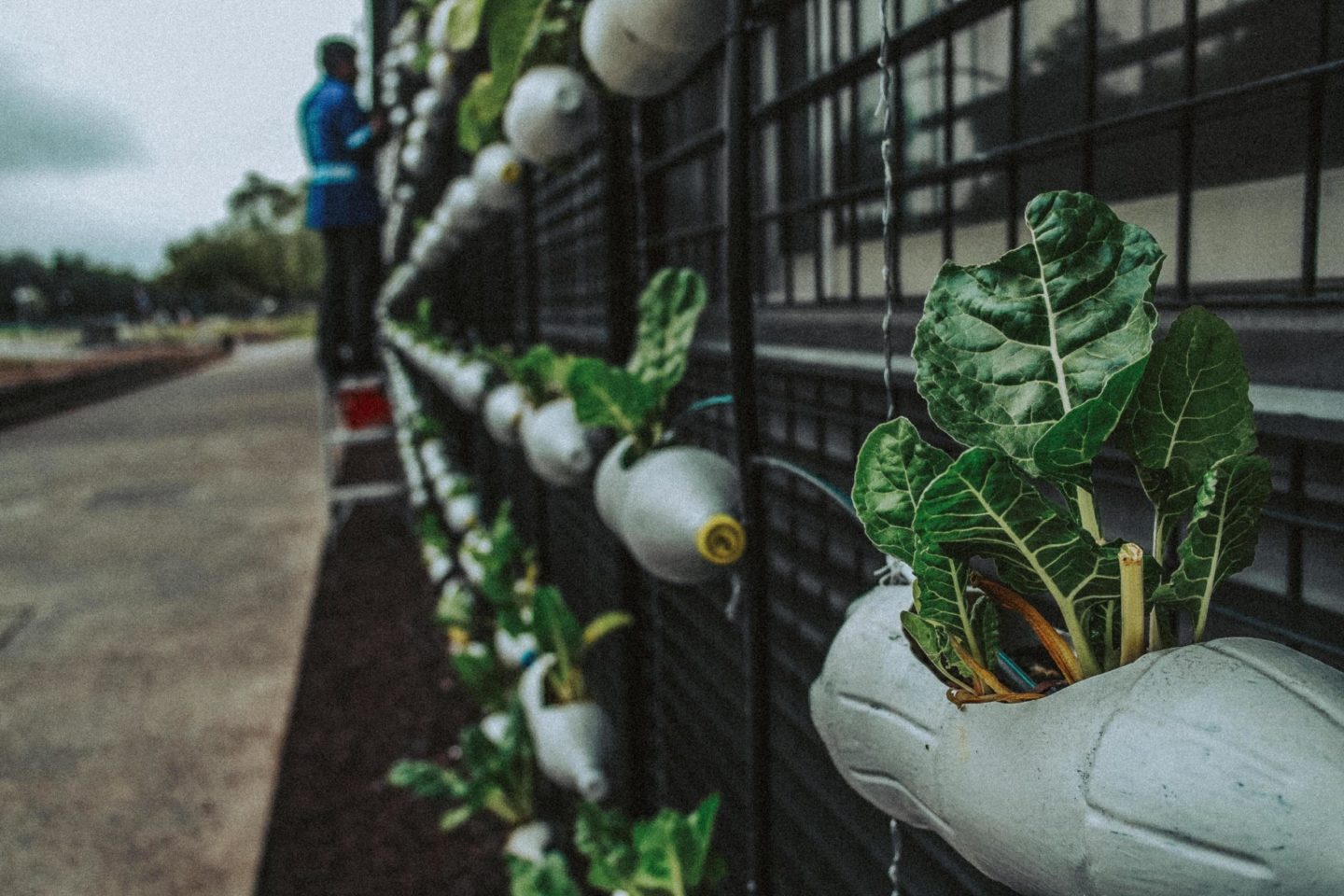 farmer plant agriculture