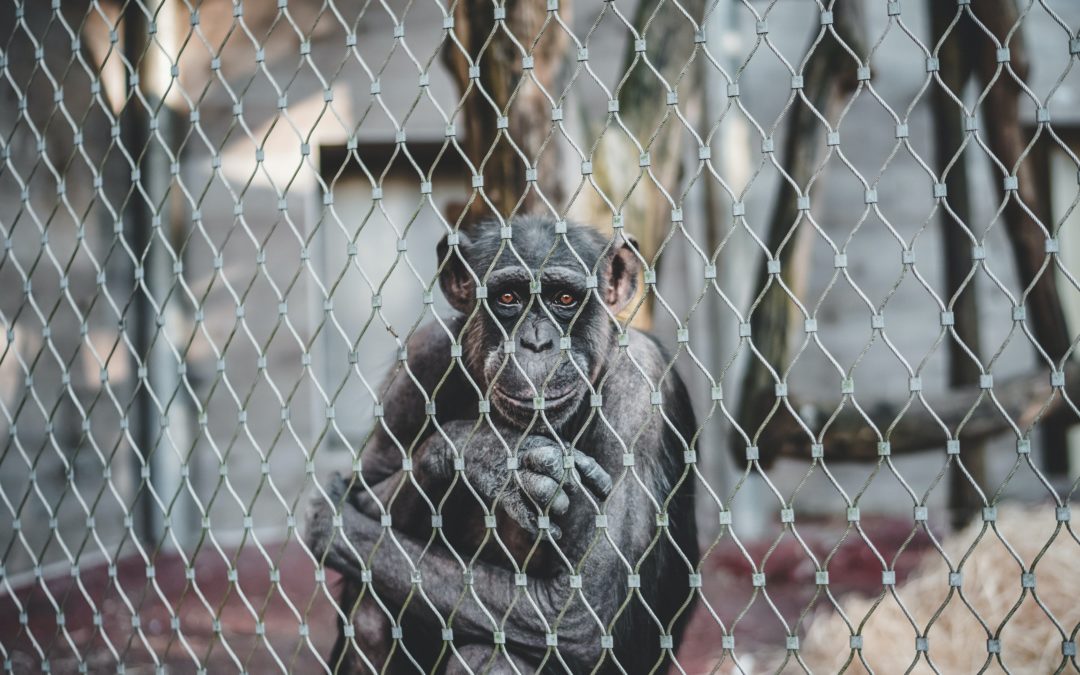 The Animals We Often Overlook