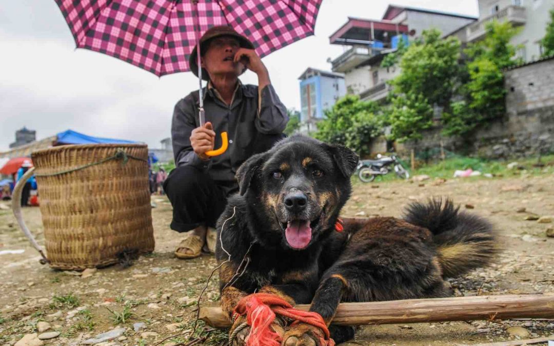 Dog for Dinner: Blasphemy or Hypocrisy?