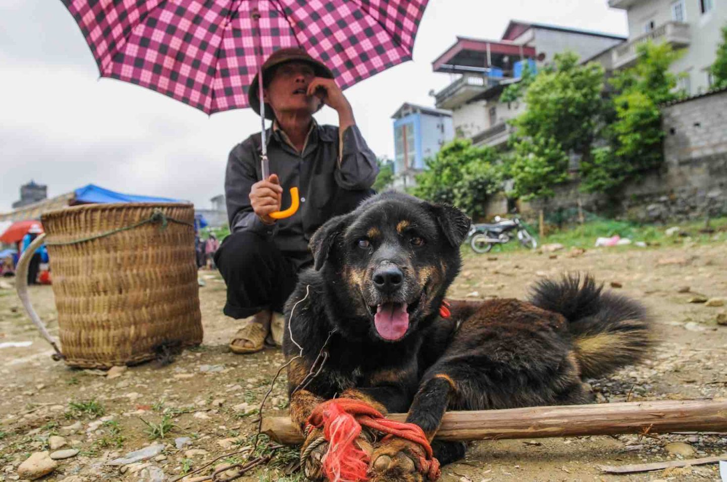 dog meat trade