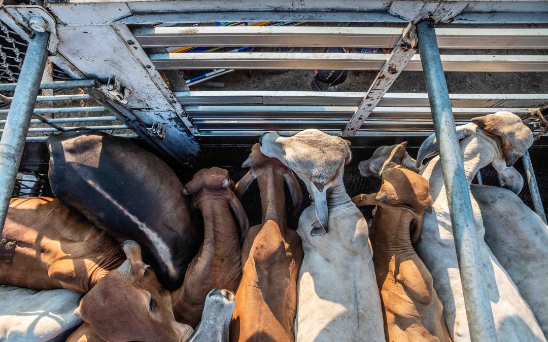 Leather: Cruel, Not Cool