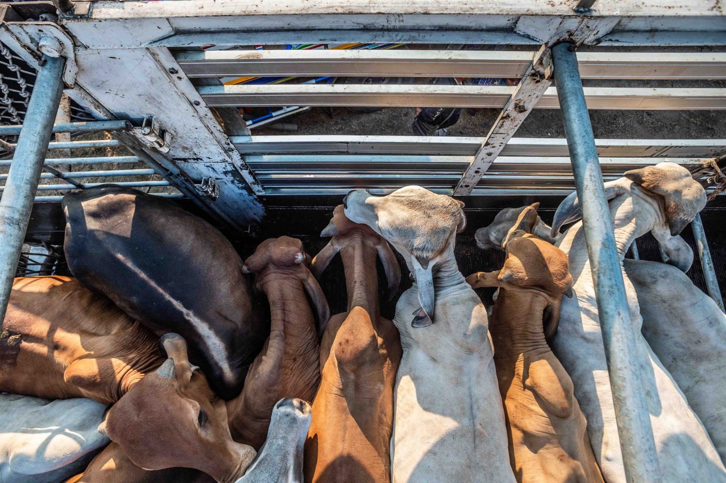 transport animals truck