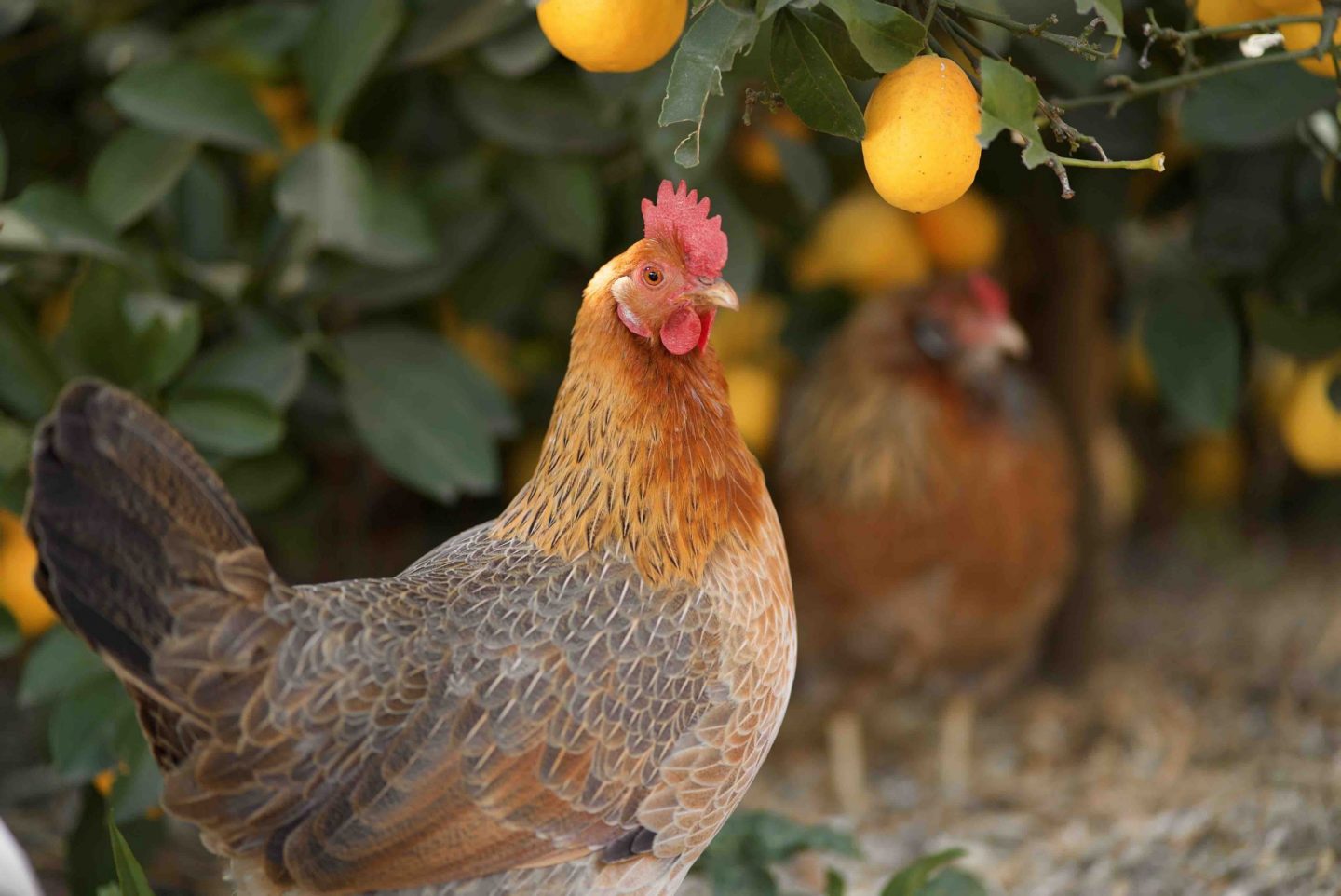 backyard chicken hen