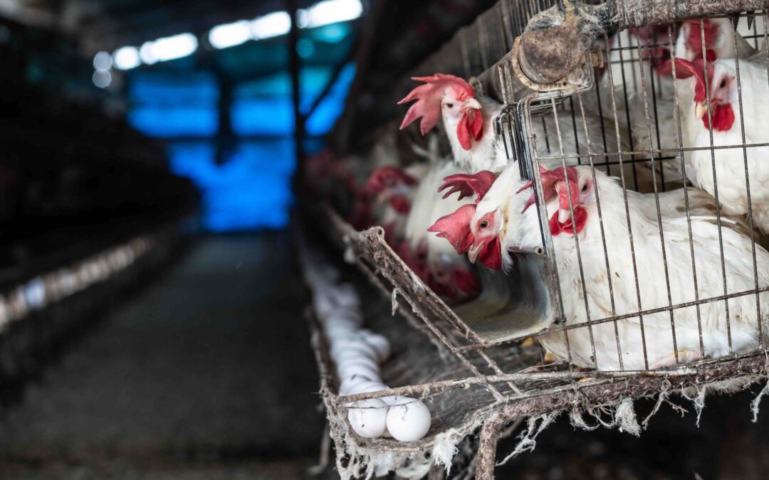 Tyson Foods Kills 2.4 Billion Animals Every Year. Can It Do Good, Too?