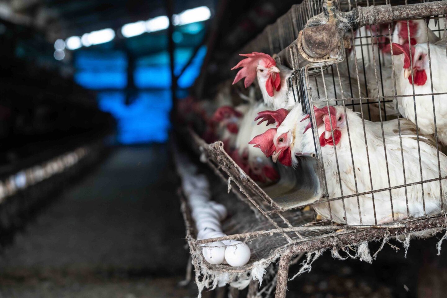 farming layer hens