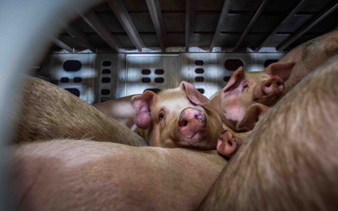 Gassed, Shot, and Suffocated: How Meat Companies Are Killing Farmed Animals During COVID-19