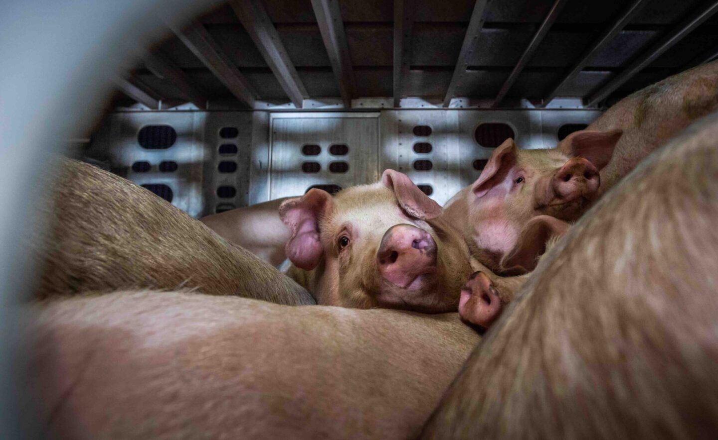 pigs covid transport