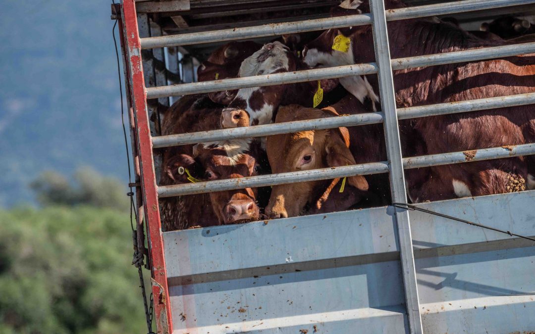 Animal Welfare Campaigners and UK Politicians Clash Over Live Exports