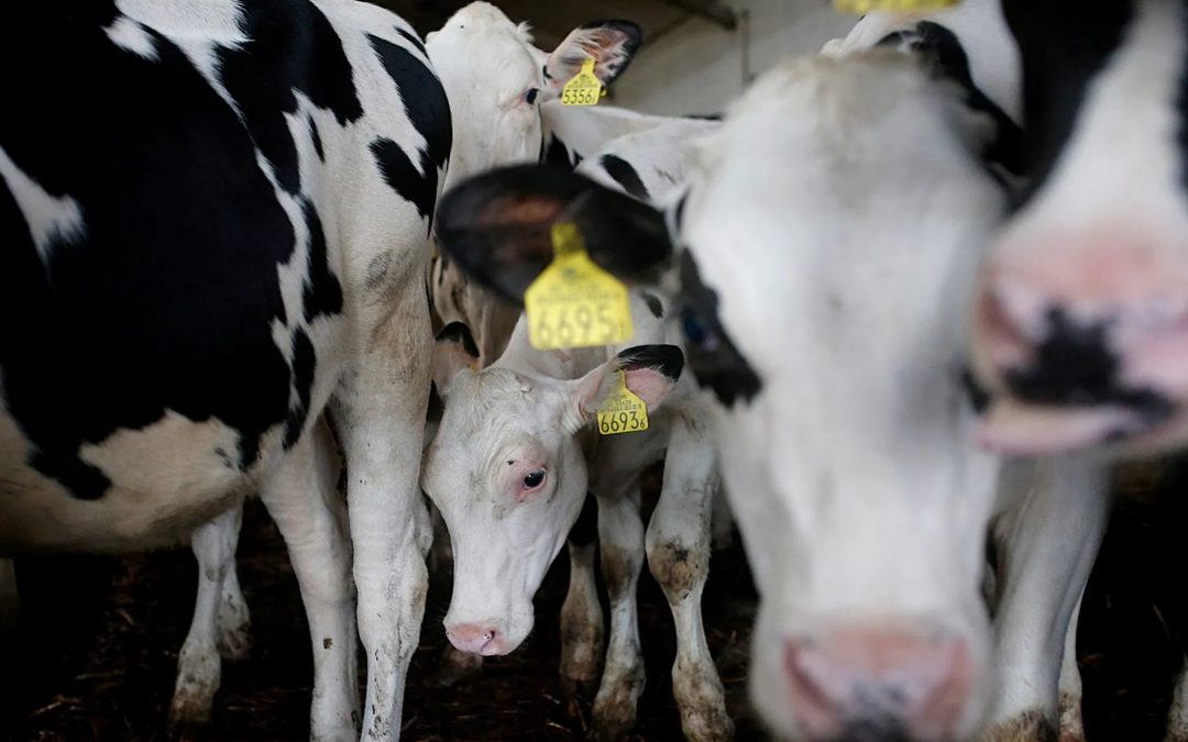 Got Mucus? Ditch Dairy to Better Fight COVID-19
