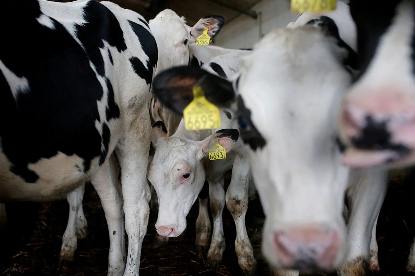 cow farm milk