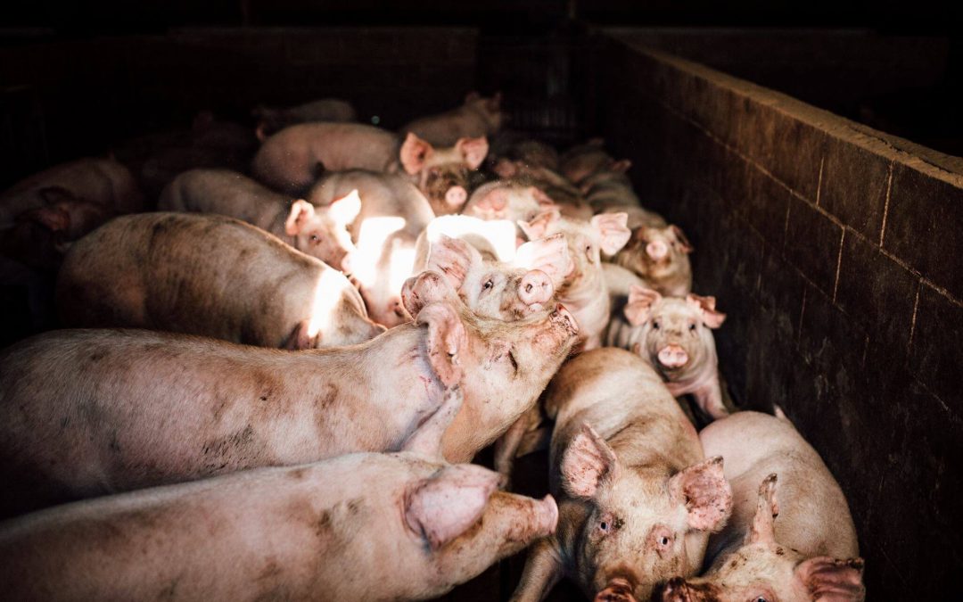 When Gassing Animals to Death Doesn’t Work