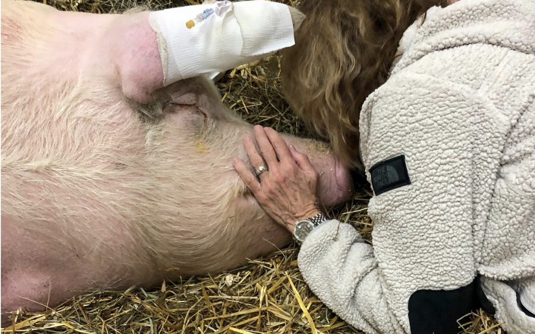 No Chemo for Pigs? Rescue Animals Face a Broken Veterinary System