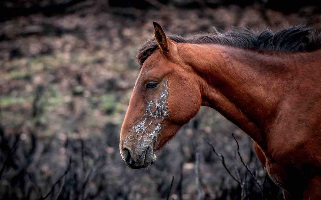 Australian Officials Use Bushfire Recovery Effort to Cover Up Mass Killing of Wild Horses