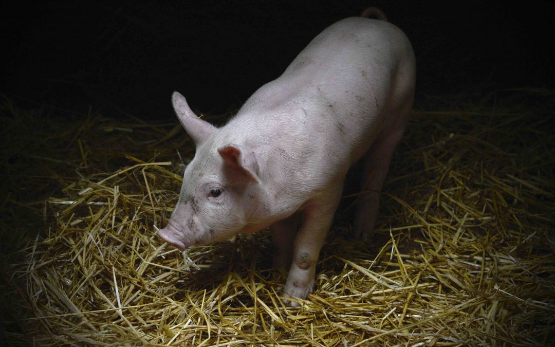 Is Speciesism Driving the Coronavirus Pandemic?