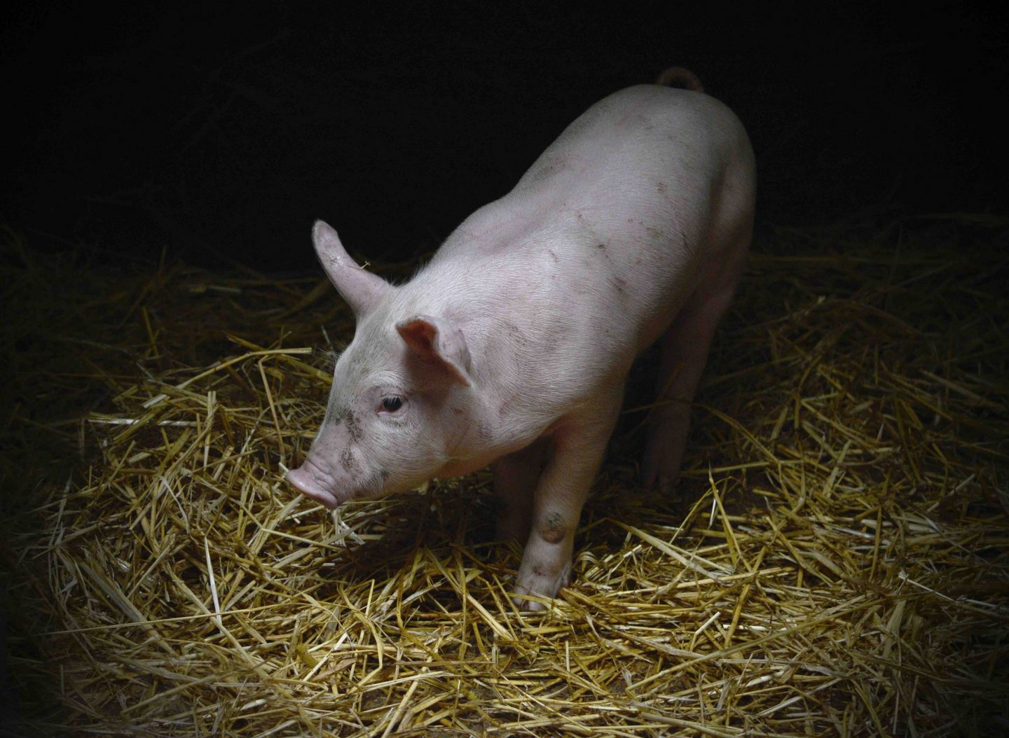 pig portrait dark