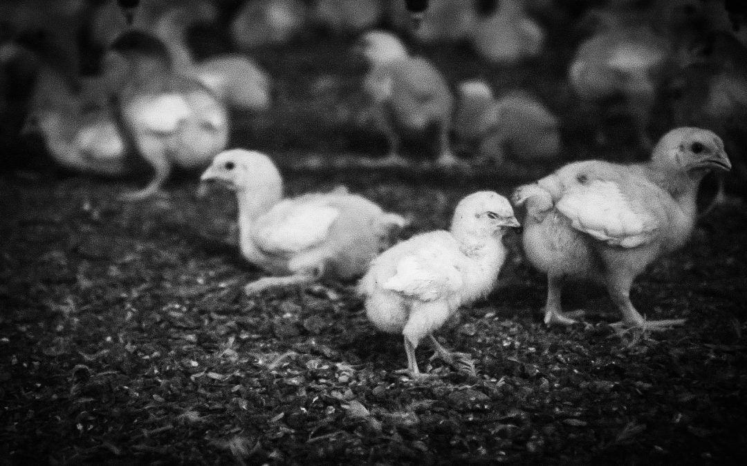 Despite Perdue’s High Welfare Standards, Some Chickens Can’t Survive 45 Days