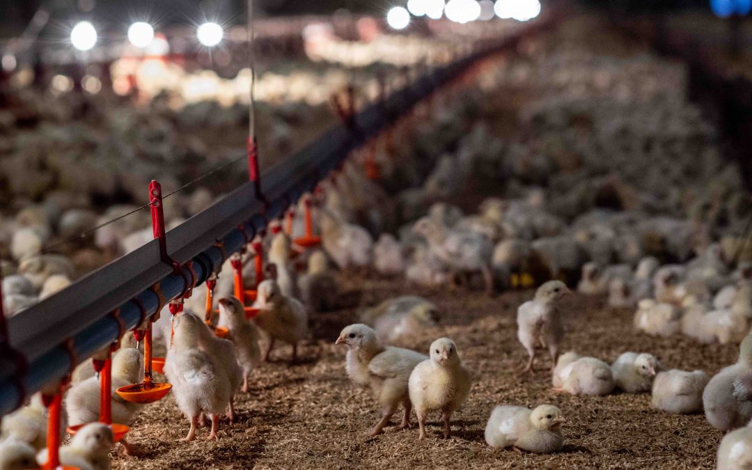 To Avoid the Next Pandemic, We Need to Stop Factory Farming