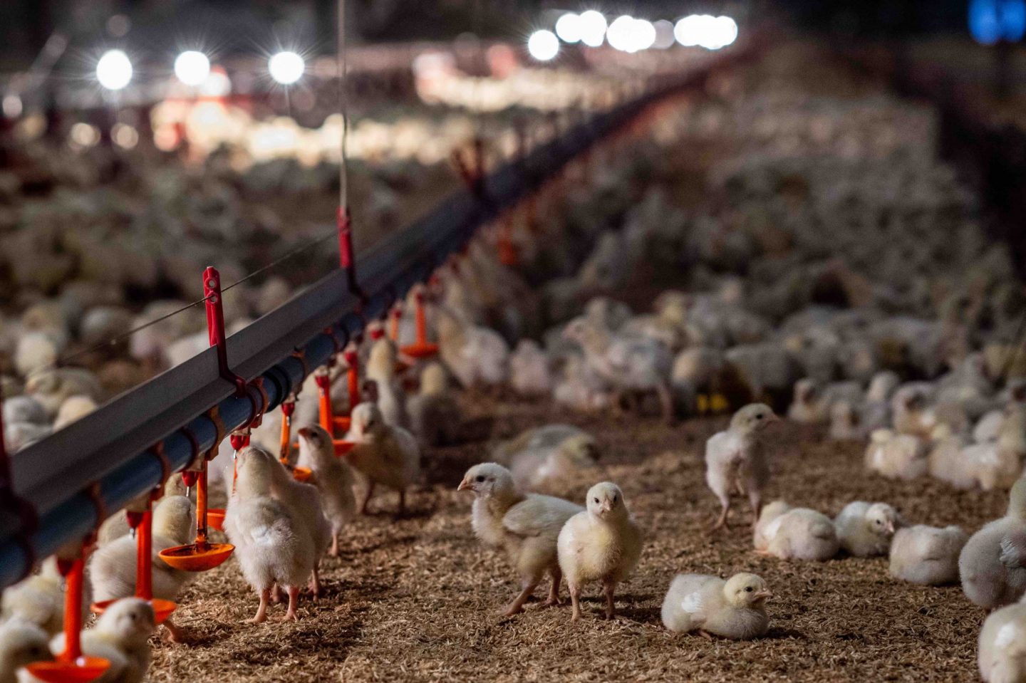 farm broiler chicken