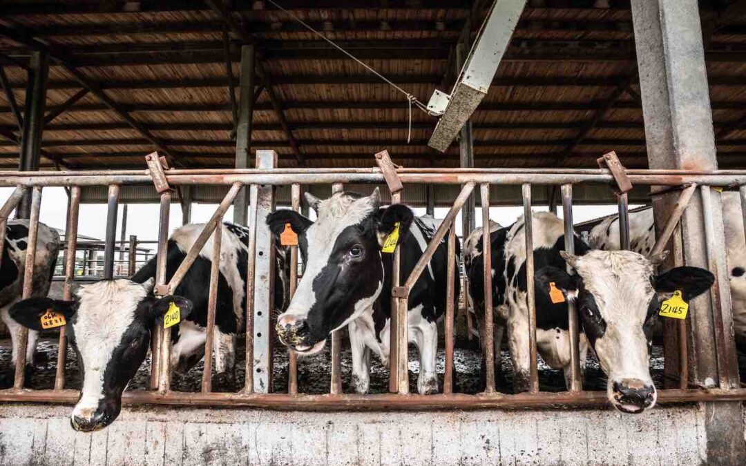 What Are Meat and Dairy Companies Doing to Reduce Emissions?