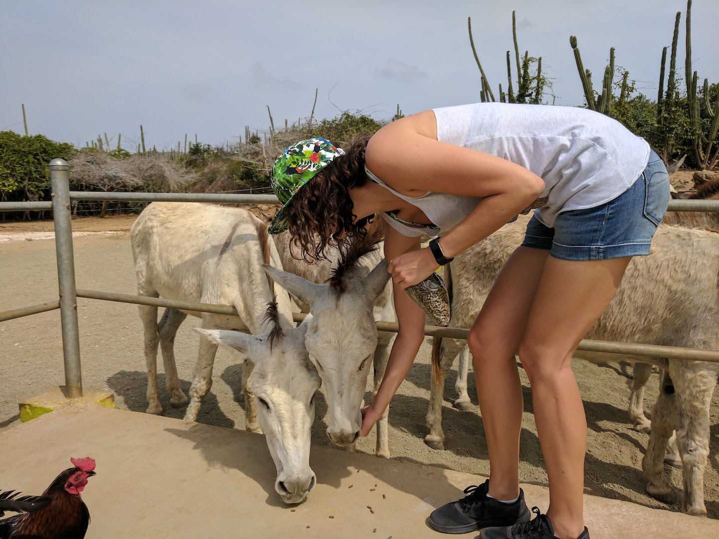 animal advocate stien