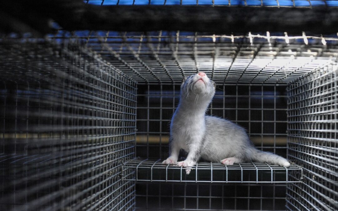 COVID-19 Leads to Early Closure of Dutch Mink Farms