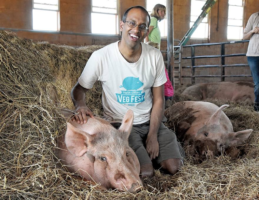 Unny pig rescue