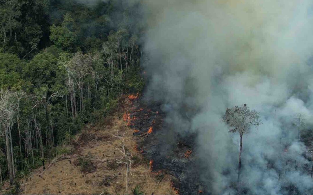 The $60-Billion Industry Behind Brazil’s Exploitation of the Amazon Rainforest