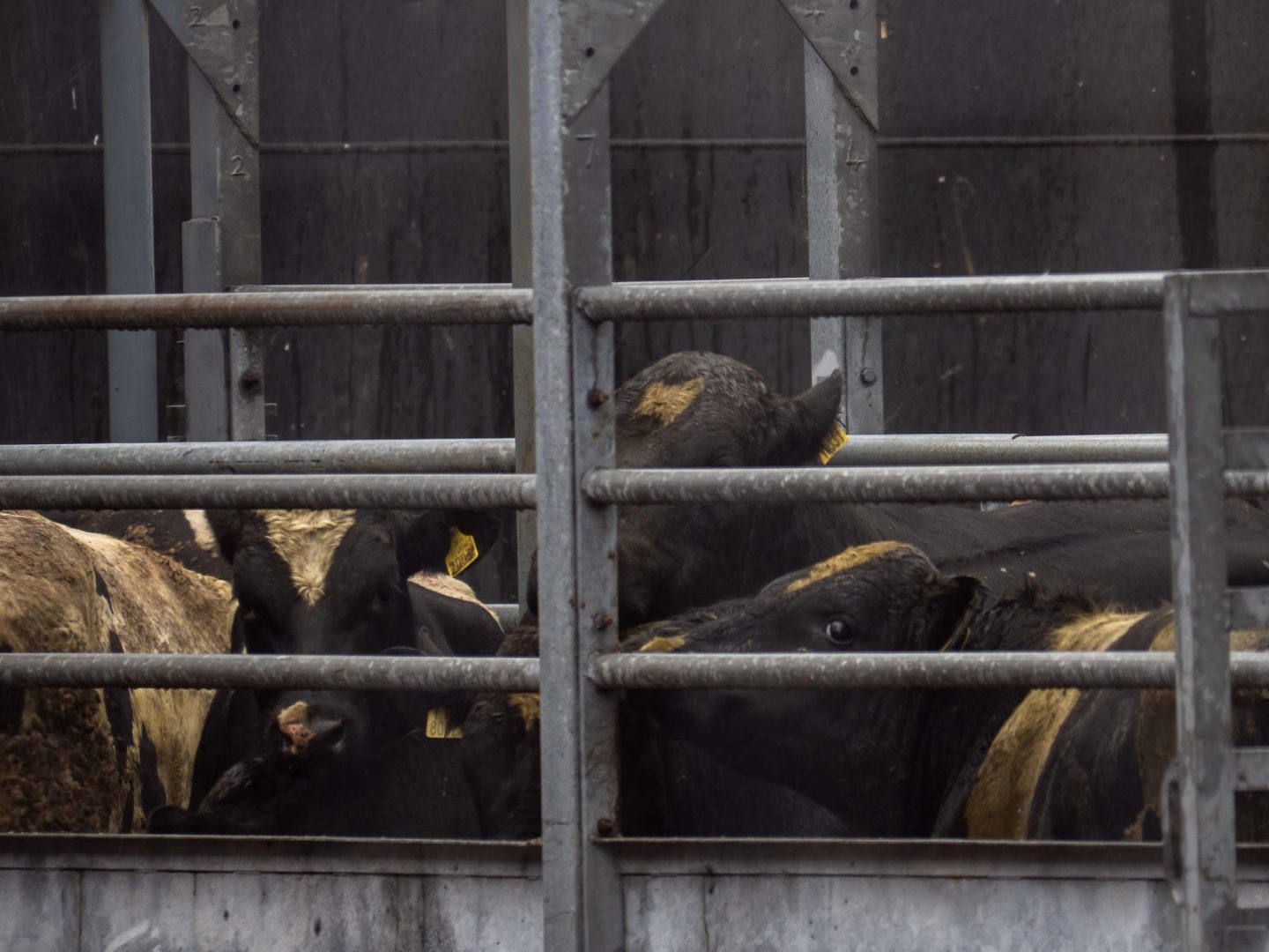 bulls transport animals