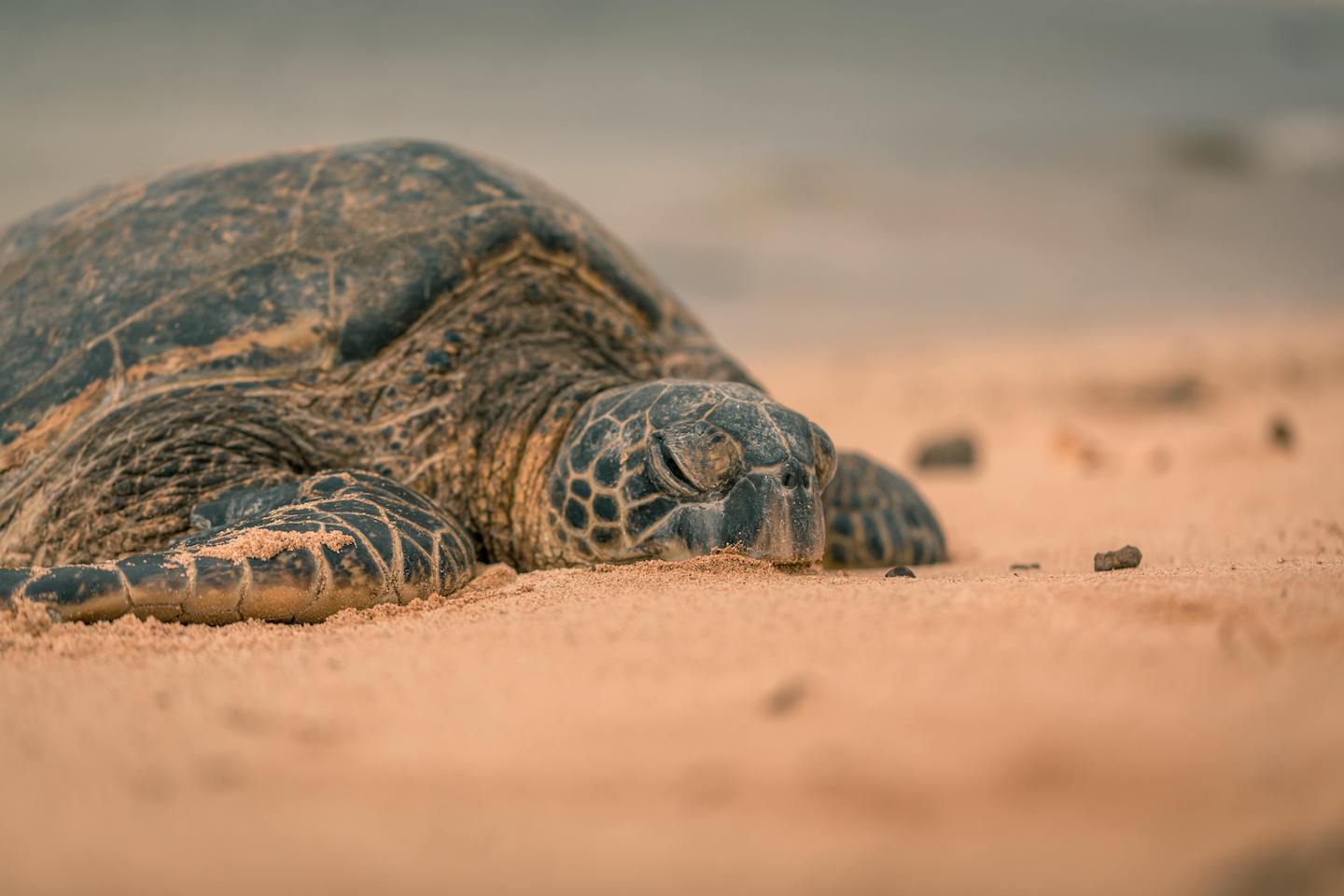 coast turtle beach