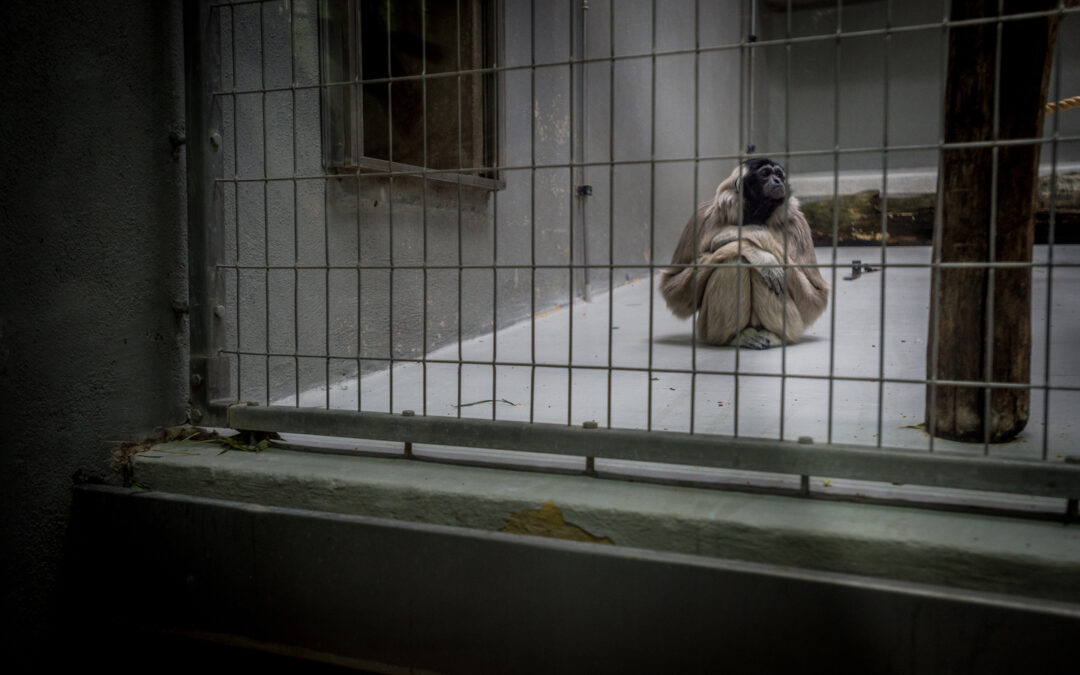 Humans Aren’t the Only Species That Feels Lonely