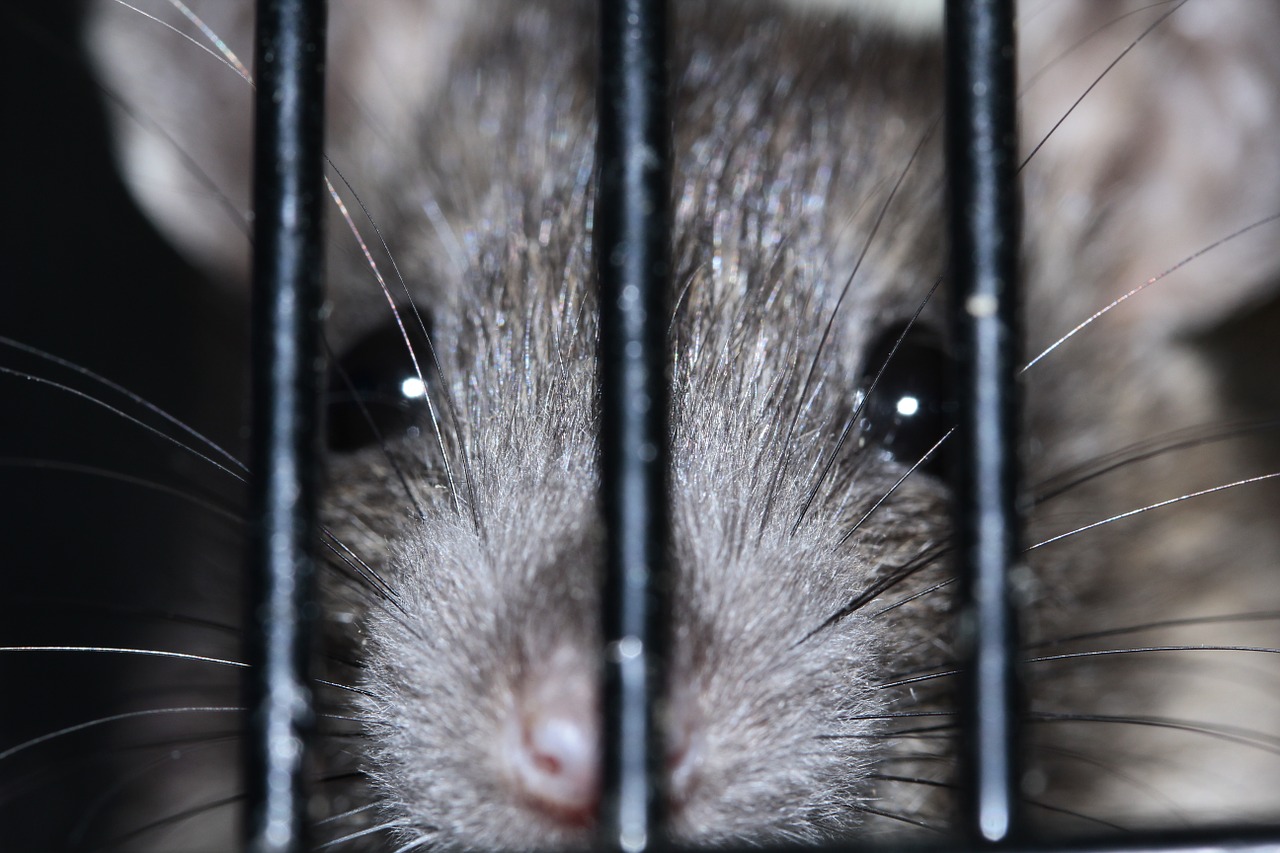 animal welfare