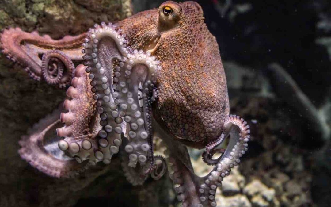 Can We Stop “Alienating” Octopuses?