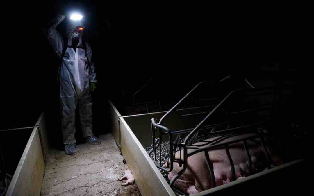 I Went Undercover on a Factory Farm—This Is What I Learned