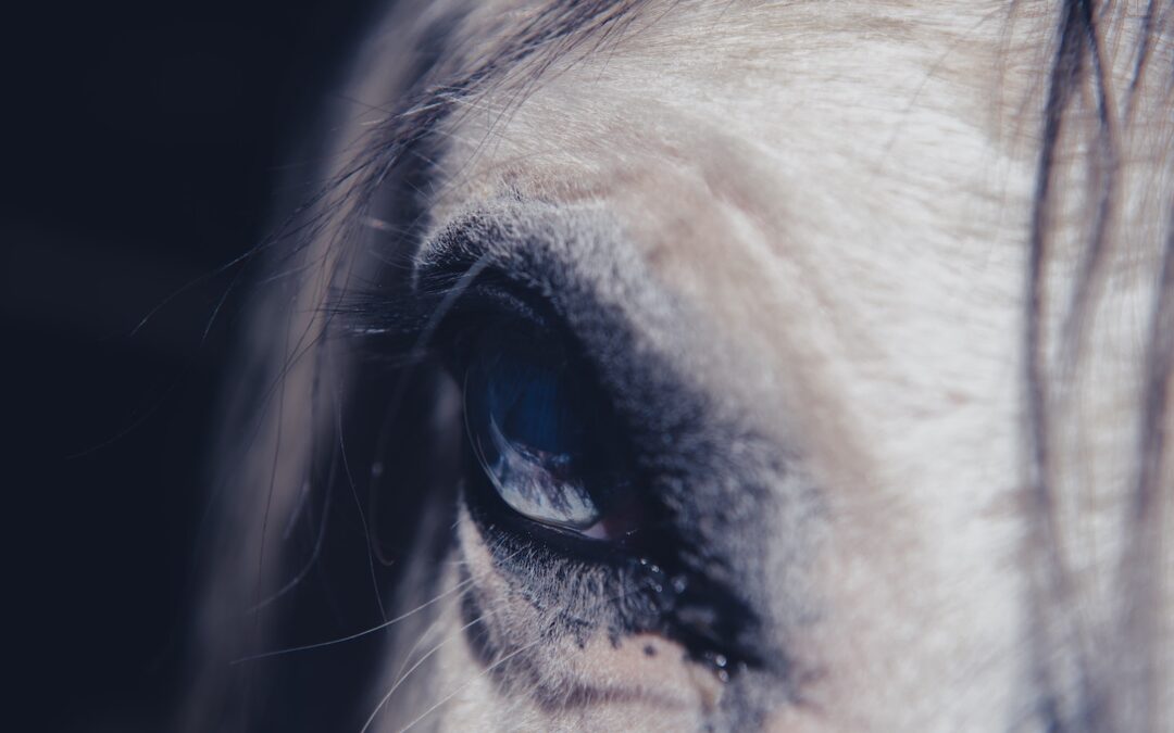 Taking on Canada’s Horse Meat Industry