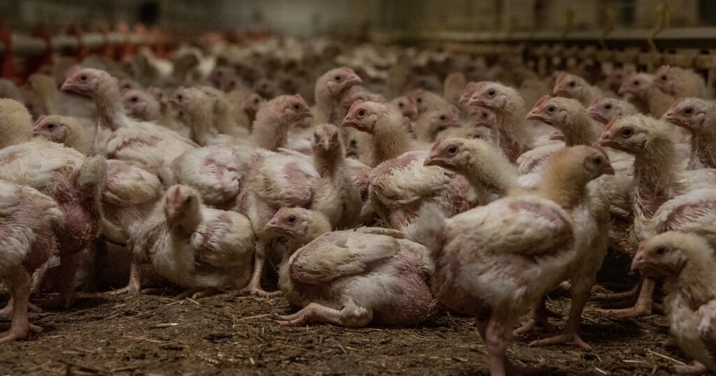 Factory Farming: What Is It and Why Is It Bad for Animals?