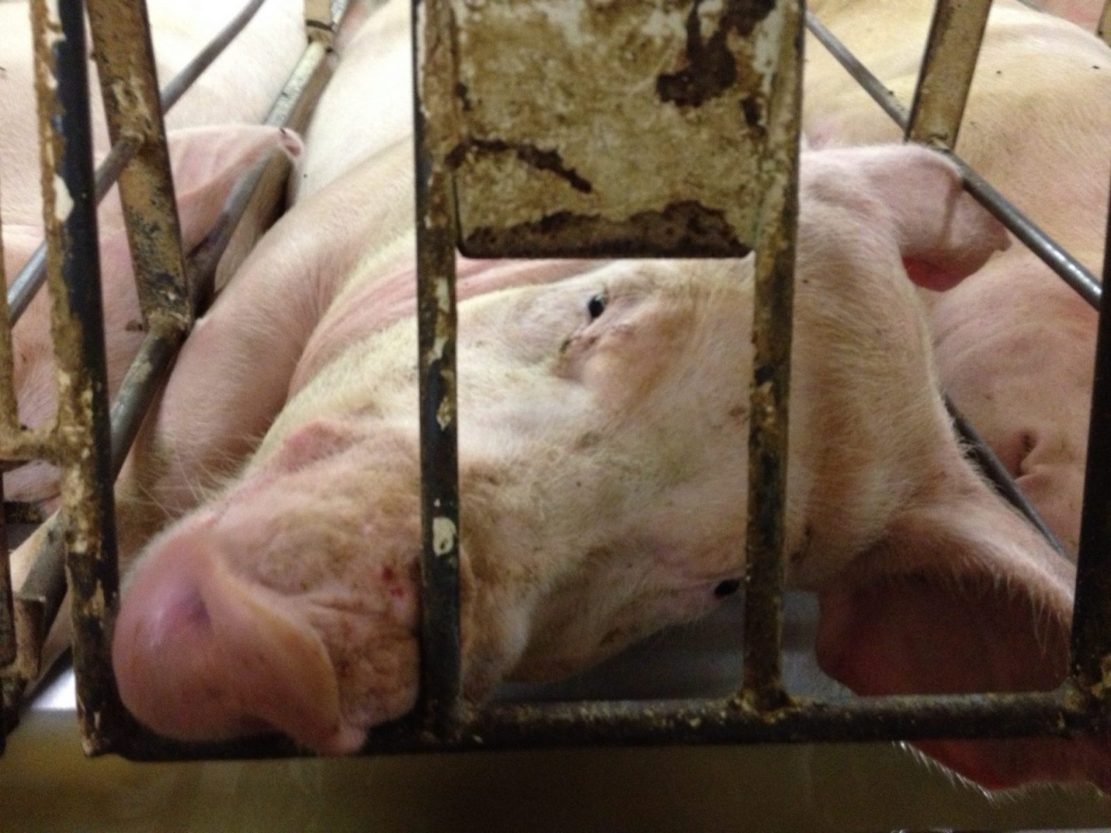 Is There an End in Sight for Gestation Crates?