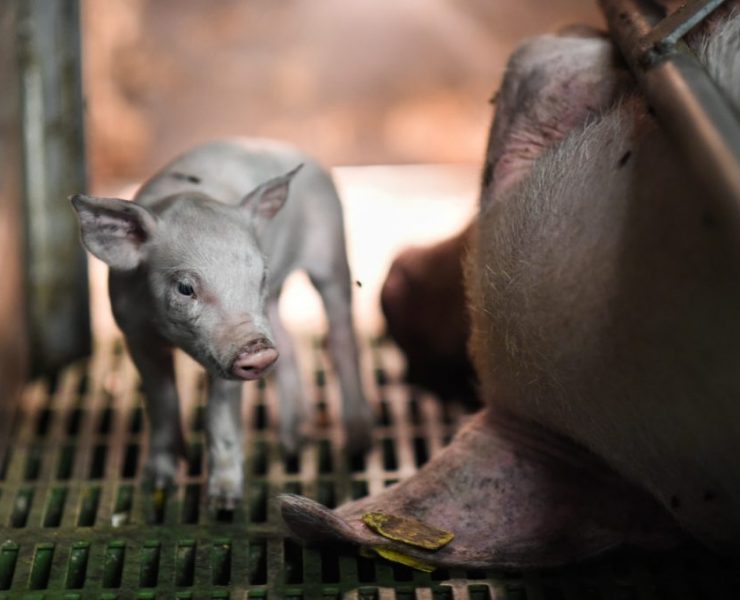 animals killed food