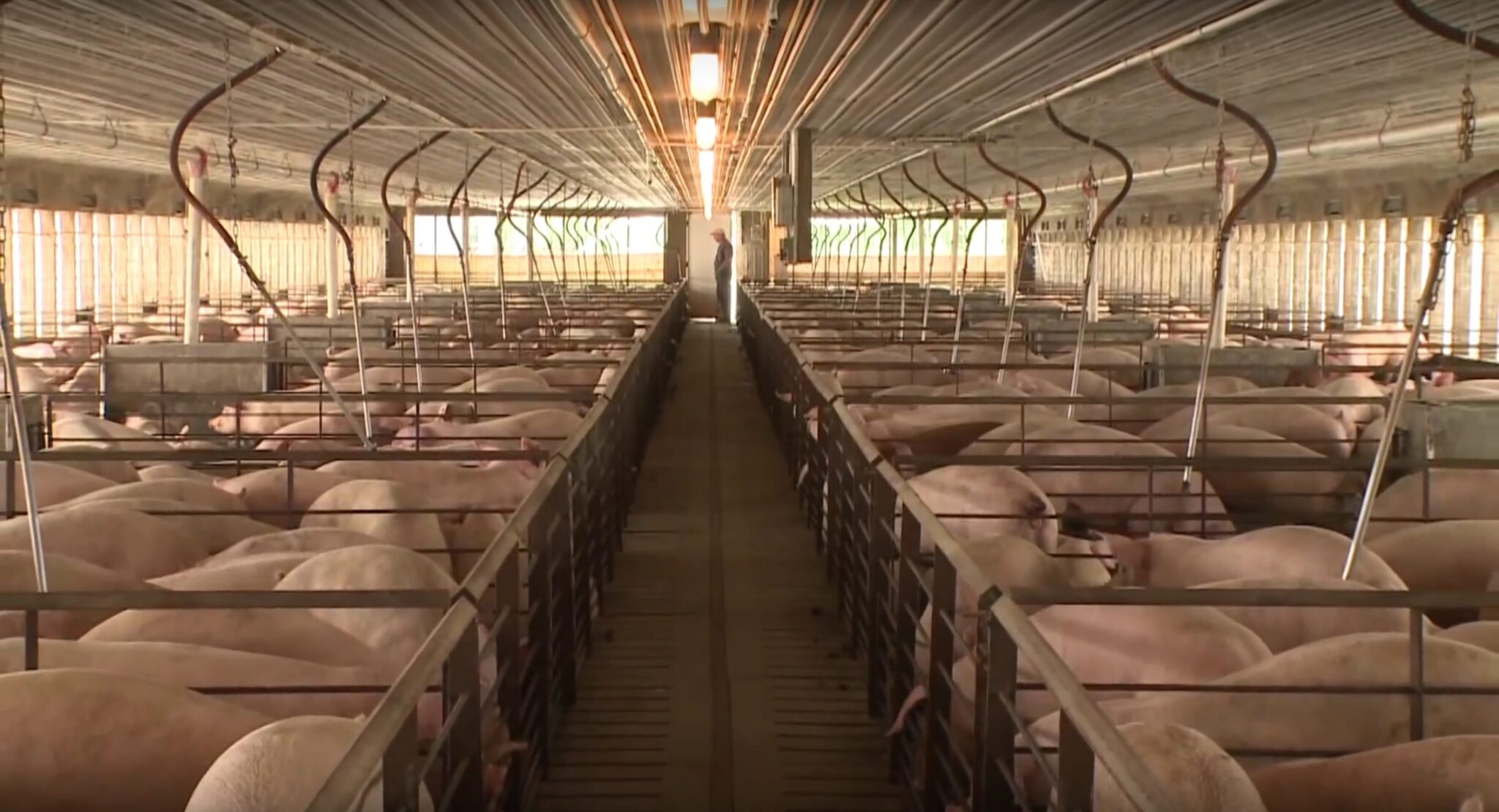 Smithfield to Shut Down World's Largest Hog Plant